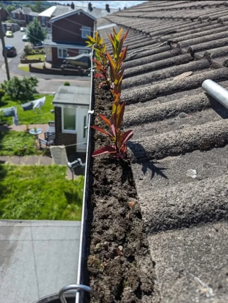 Plants sprout from soil-filled rooftop gutter on a sunny day, with a suburban street view below. The scene conveys a sense of nature reclaiming.